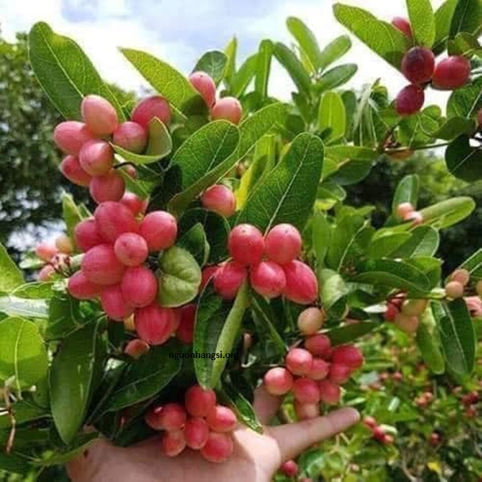 Cây Rô Bot Cây si rô bụi to đang sẵn quả - Chậu to